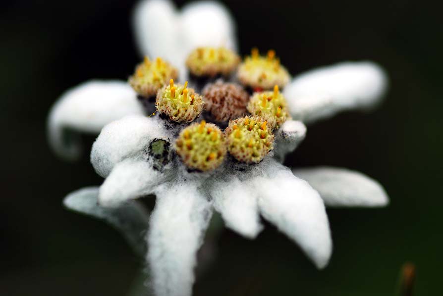 Alpen-Edelweiß, Schweiz 2009.